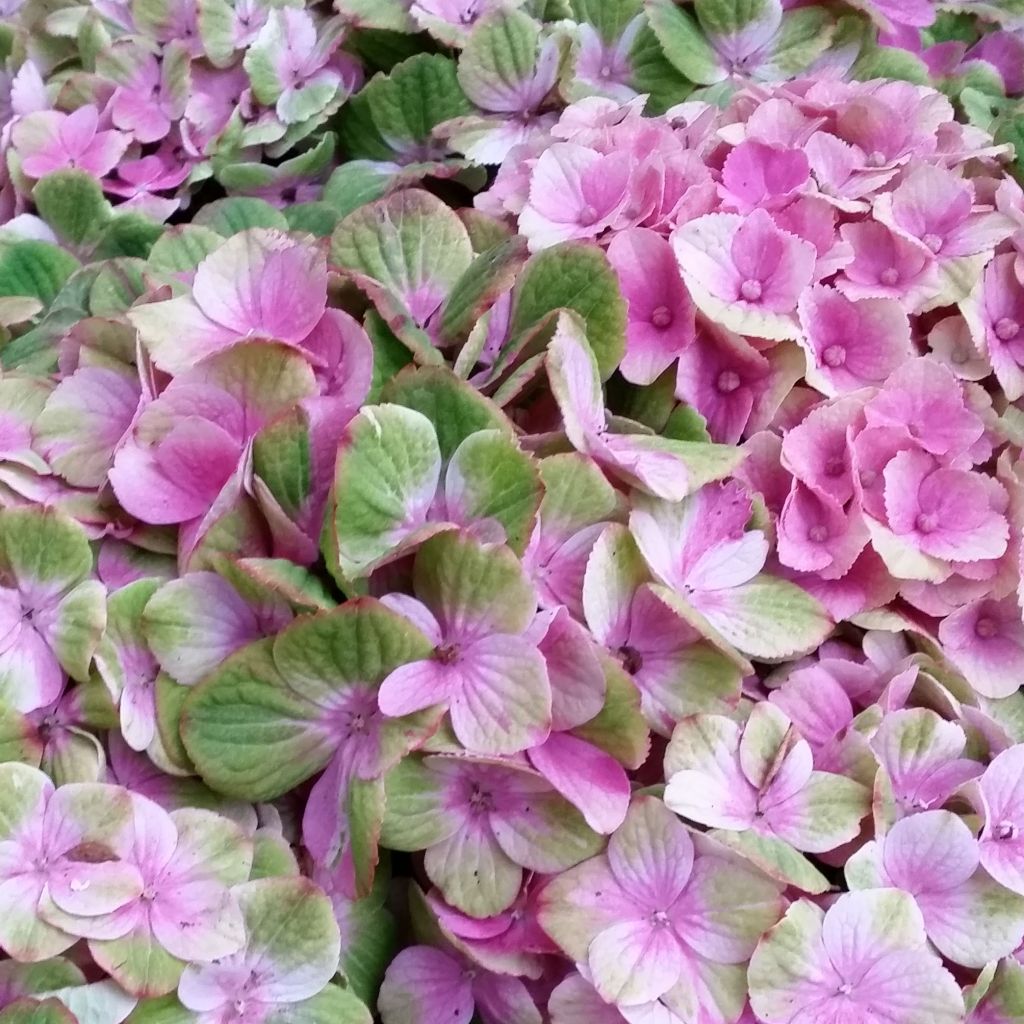 Jalohortensia Magical Amethyst