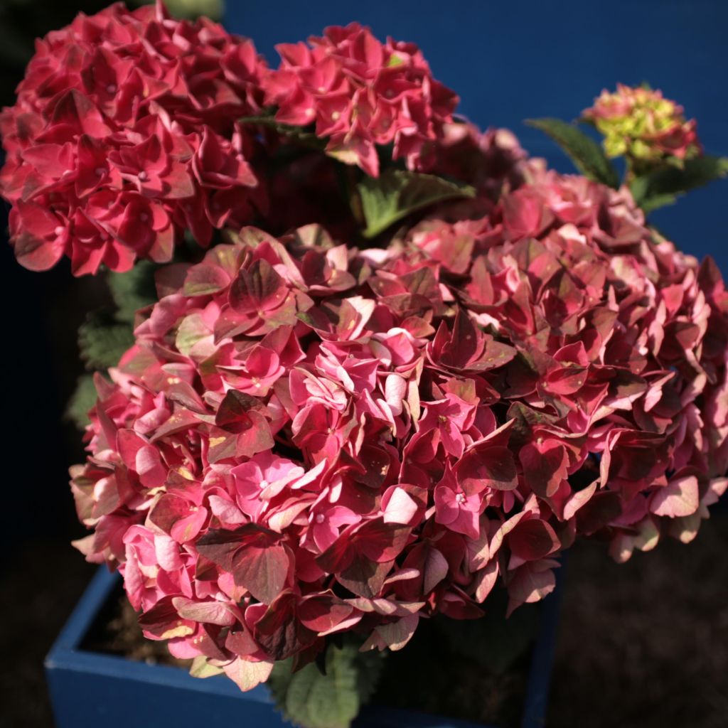 Jalohortensia Magical Crimson