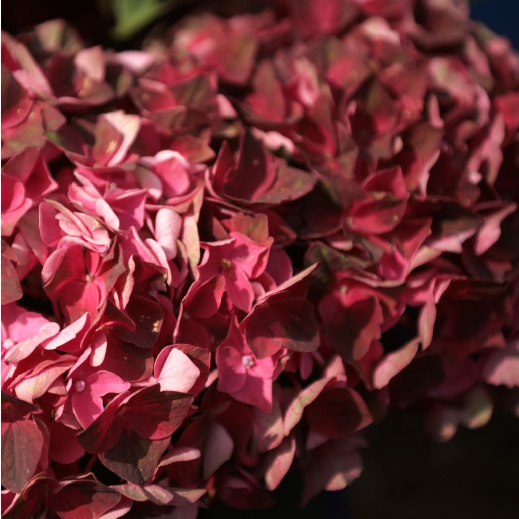 Jalohortensia Magical Crimson
