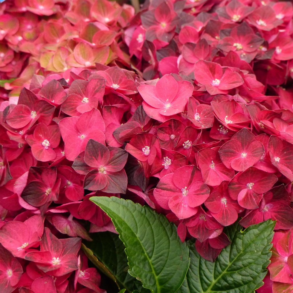 Jalohortensia Magical Ruby Tuesday
