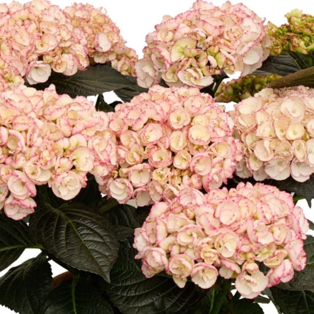 Jalohortensia Midnight Pearl - Black Diamonds Serie