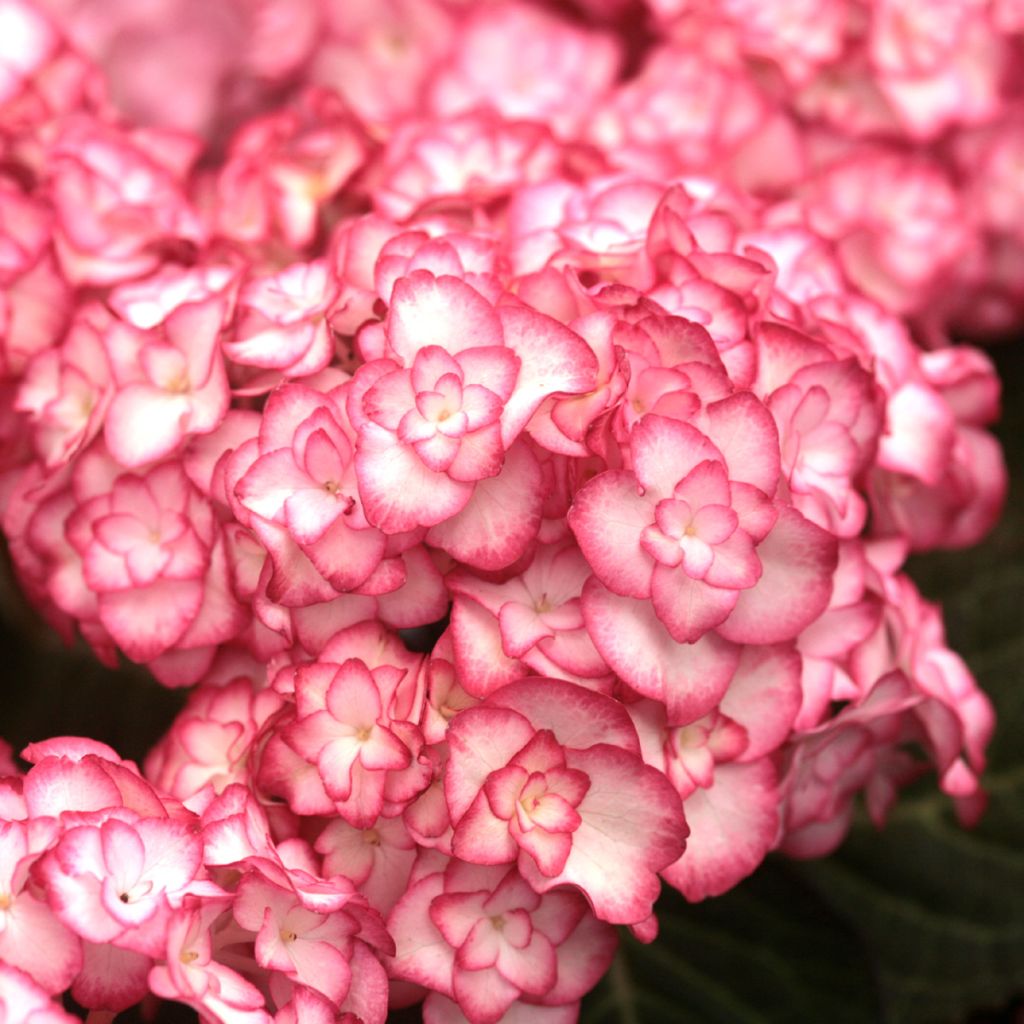Jalohortensia Miss Saori