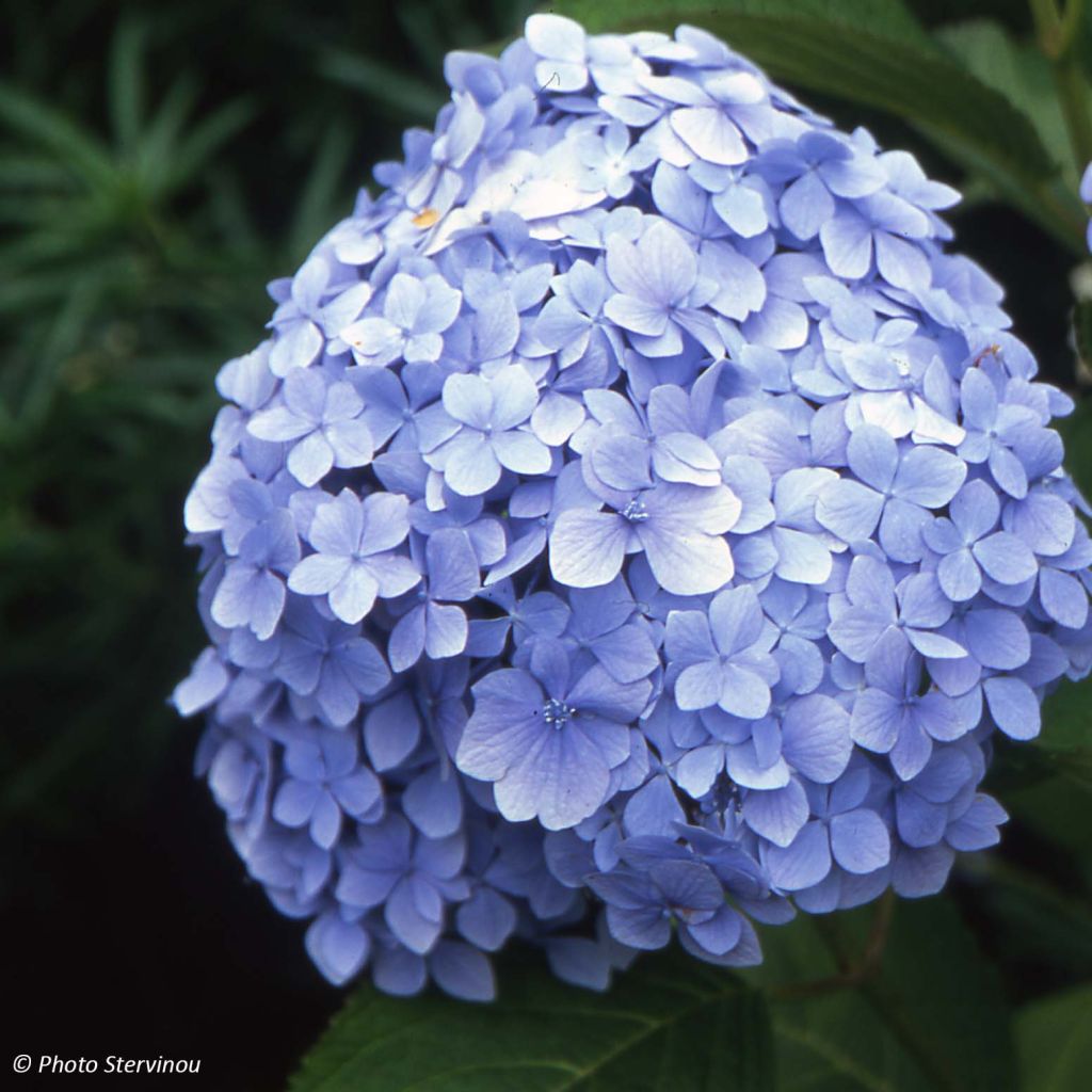 Jalohortensia Mousseline
