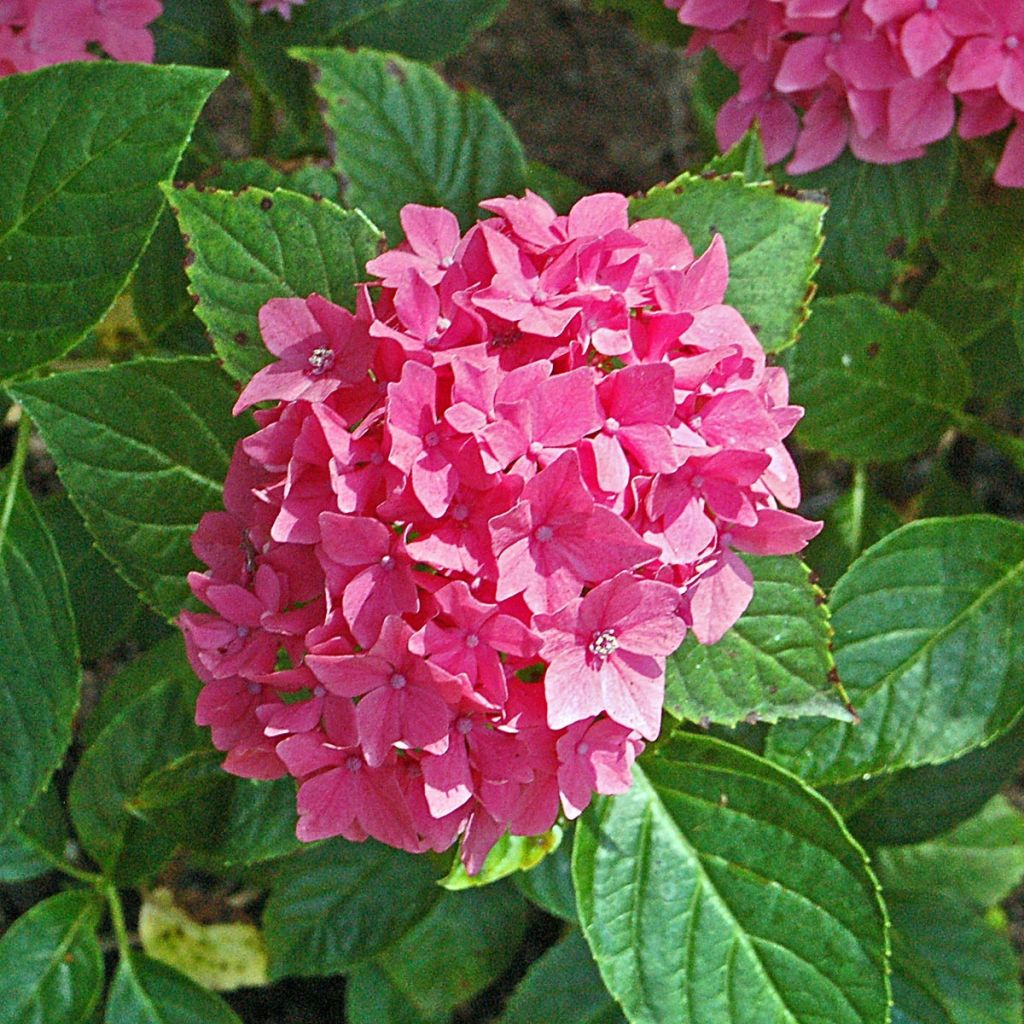 Jalohortensia Pia