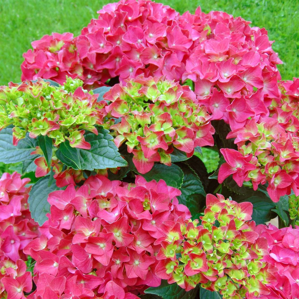 Jalohortensia Music Collection Red Reggae