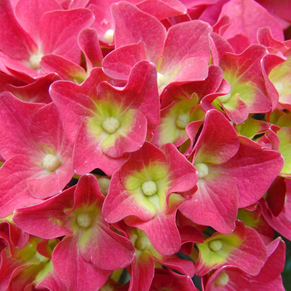 Jalohortensia Music Collection Red Reggae