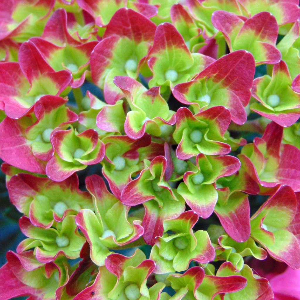 Jalohortensia Music Collection Red Reggae