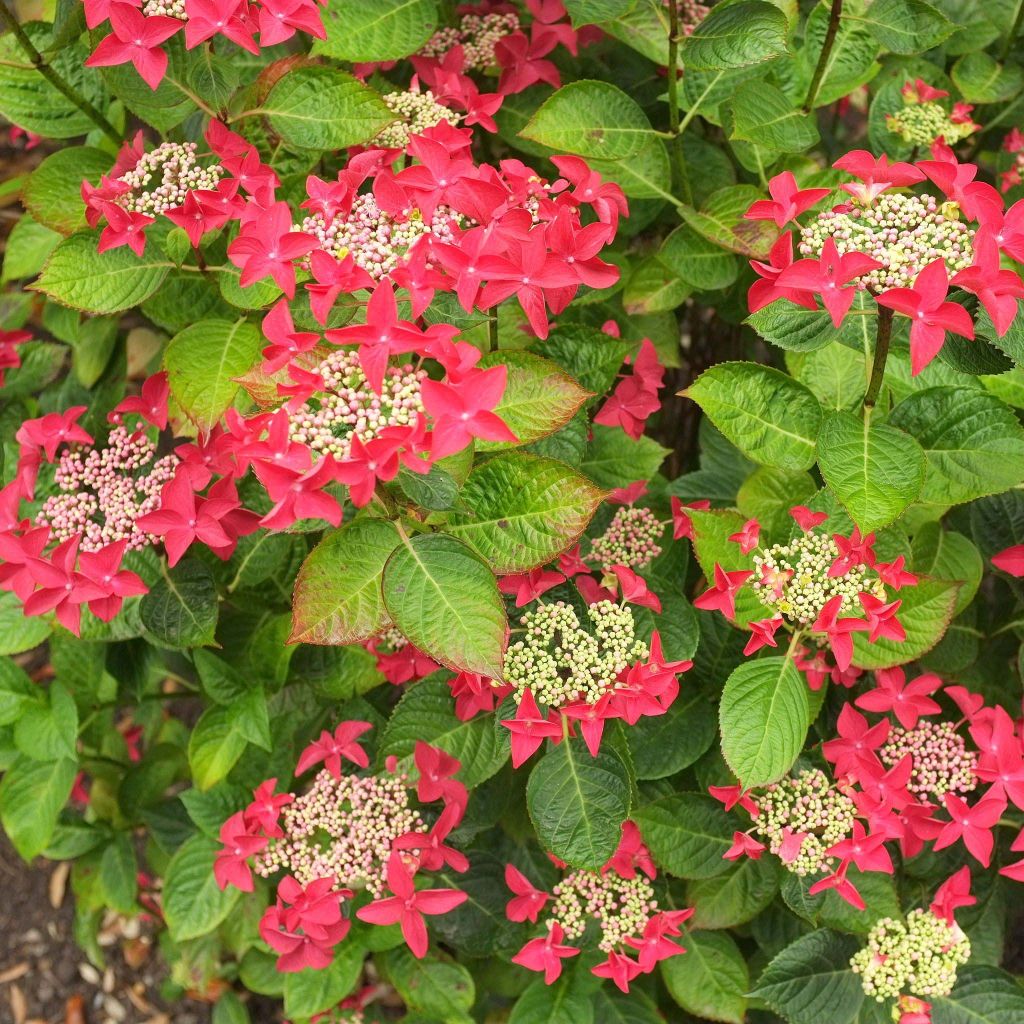 Jalohortensia Rotschwanz