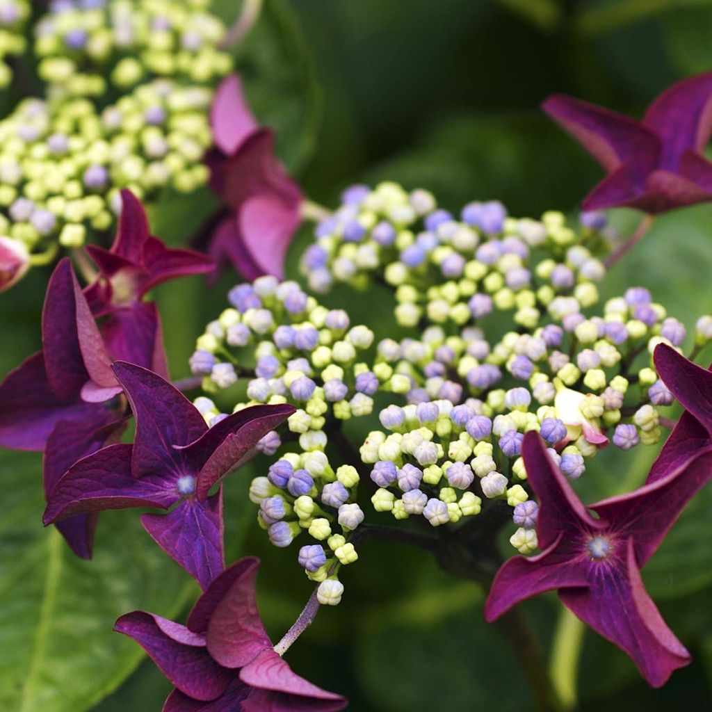 Jalohortensia Rotschwanz