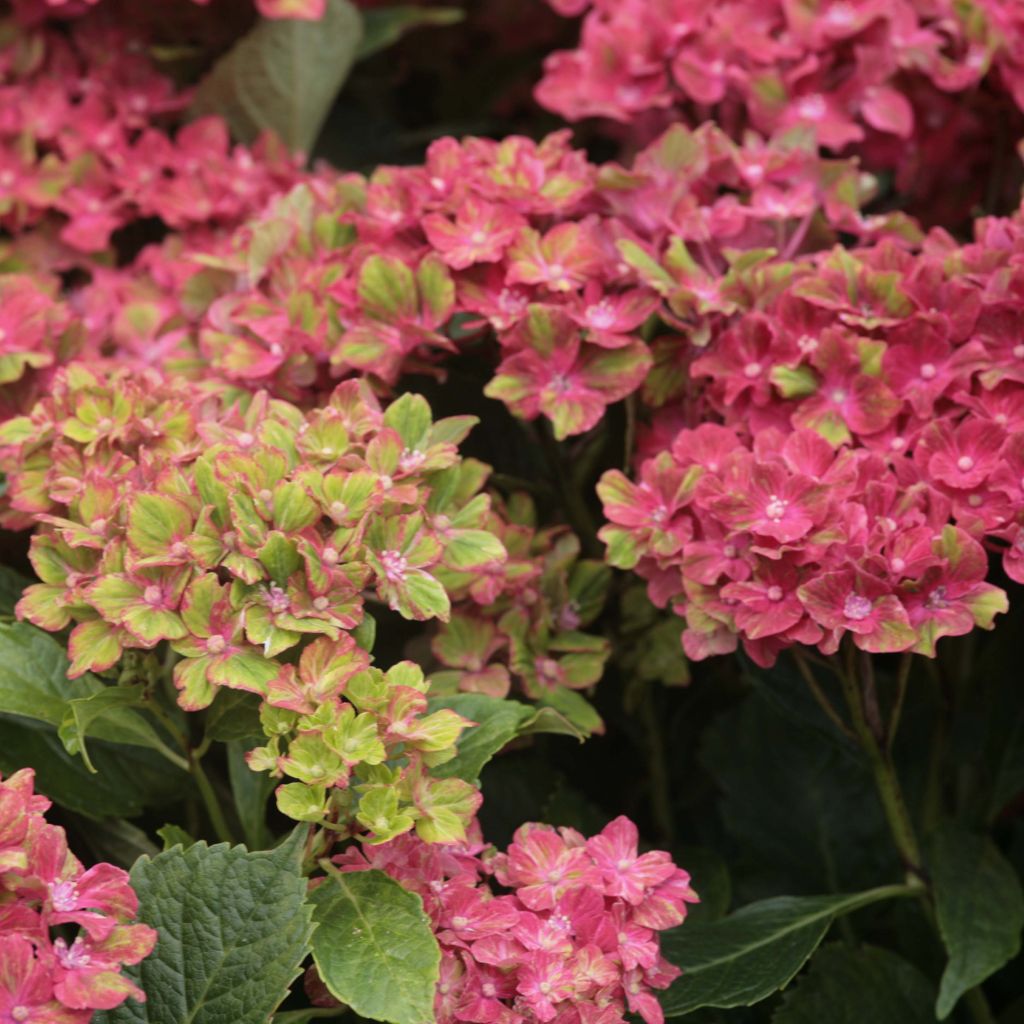 Jalohortensia Schloss Wackerbarth