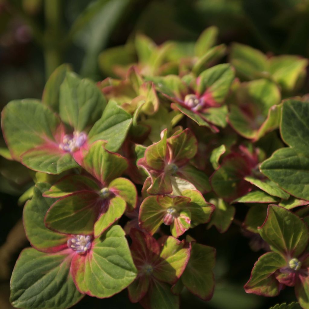 Jalohortensia Schloss Wackerbarth