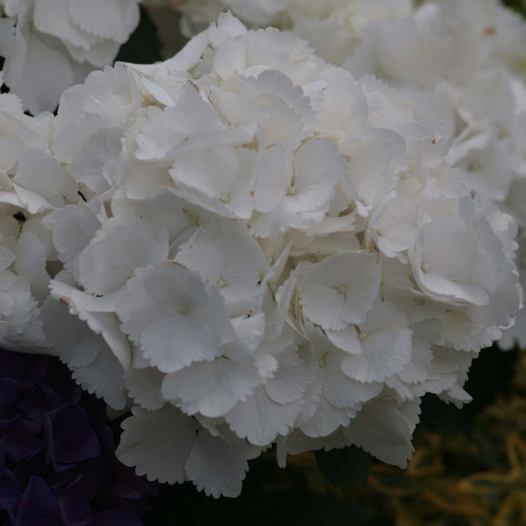 Jalohortensia Schneeball