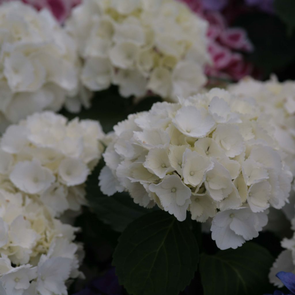 Jalohortensia Schneeball