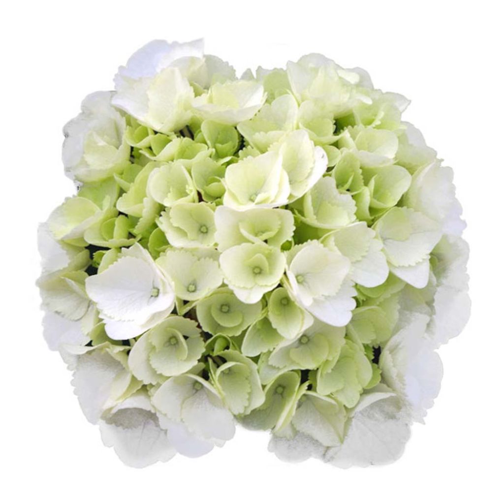 Jalohortensia Schneeball