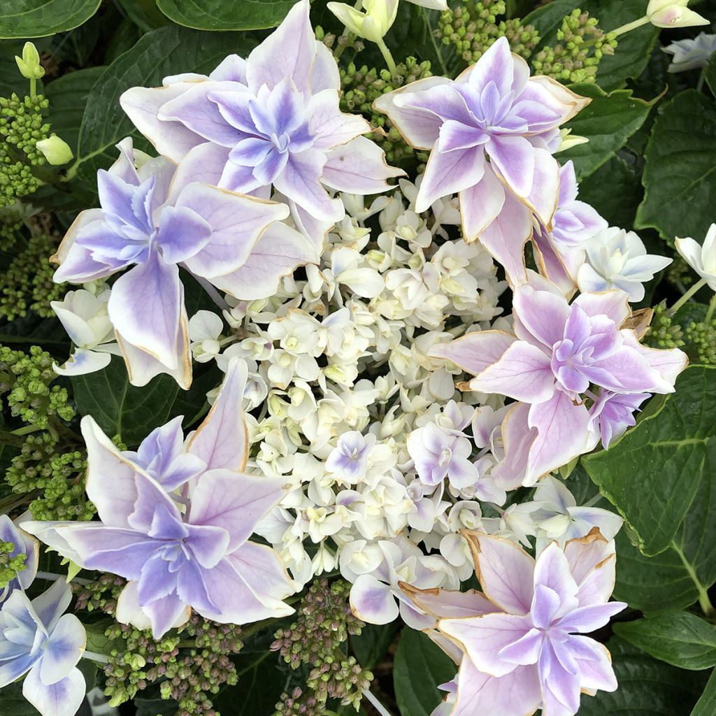 Jalohortensia Stargazer