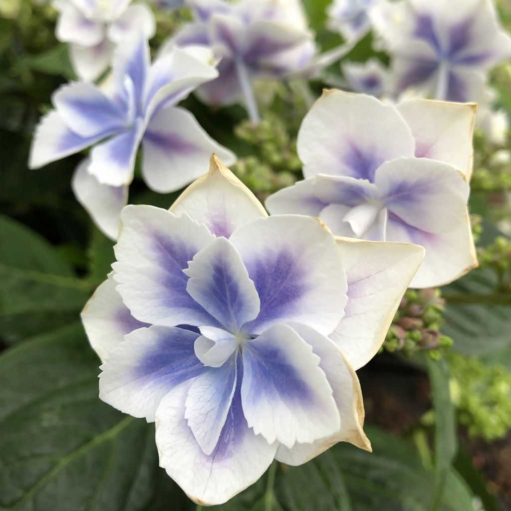 Jalohortensia Stargazer