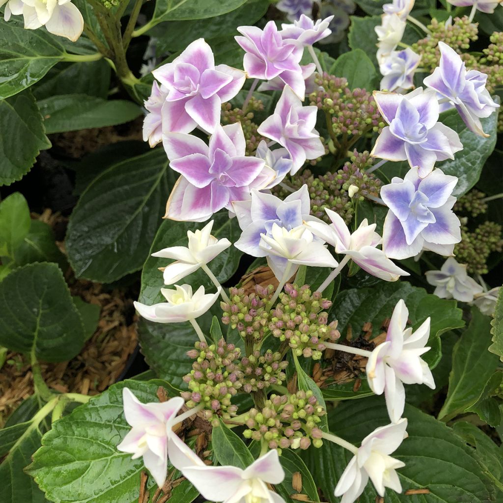 Jalohortensia Stargazer