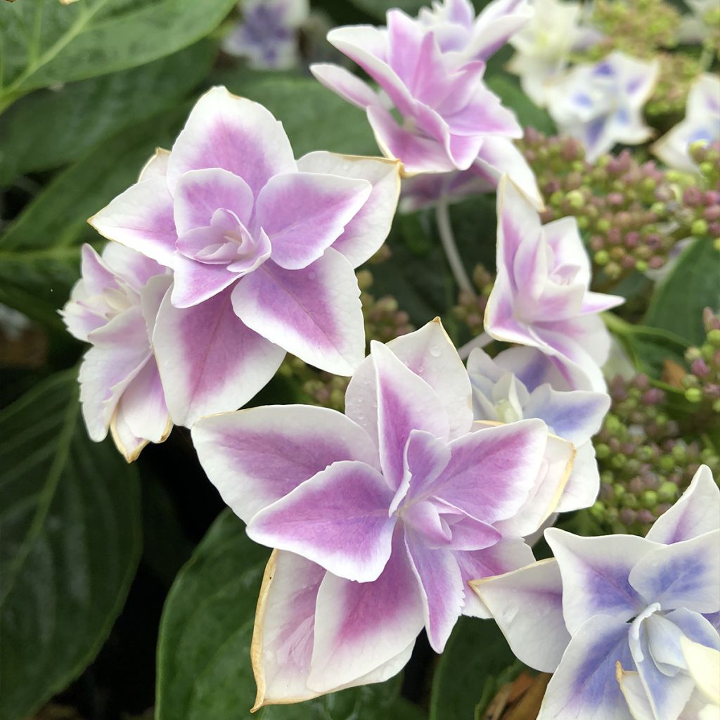 Jalohortensia Stargazer