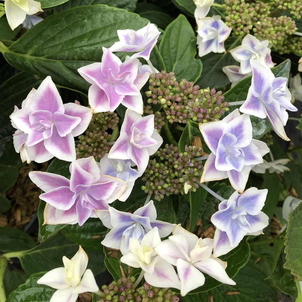 Jalohortensia Stargazer