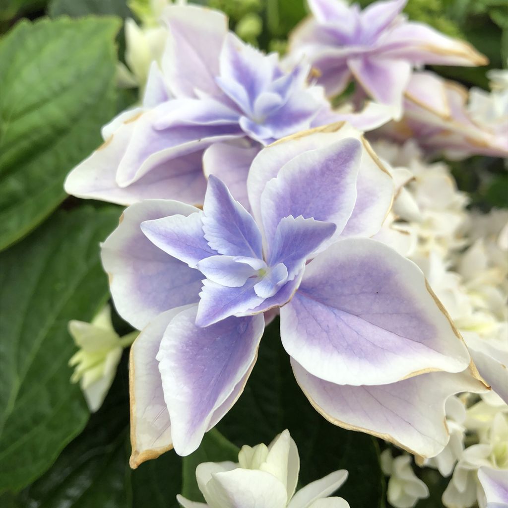 Jalohortensia Stargazer