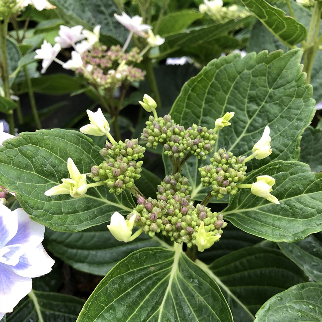 Jalohortensia Stargazer