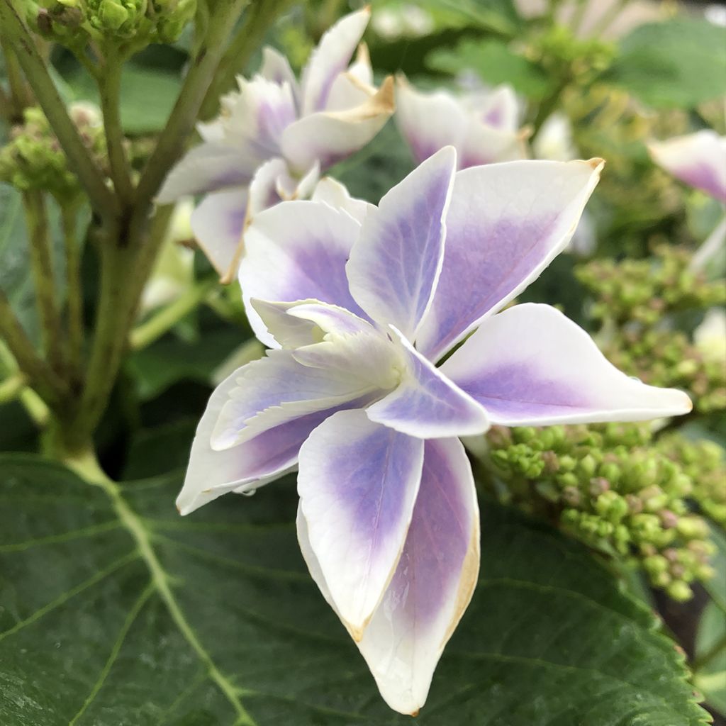 Jalohortensia Stargazer