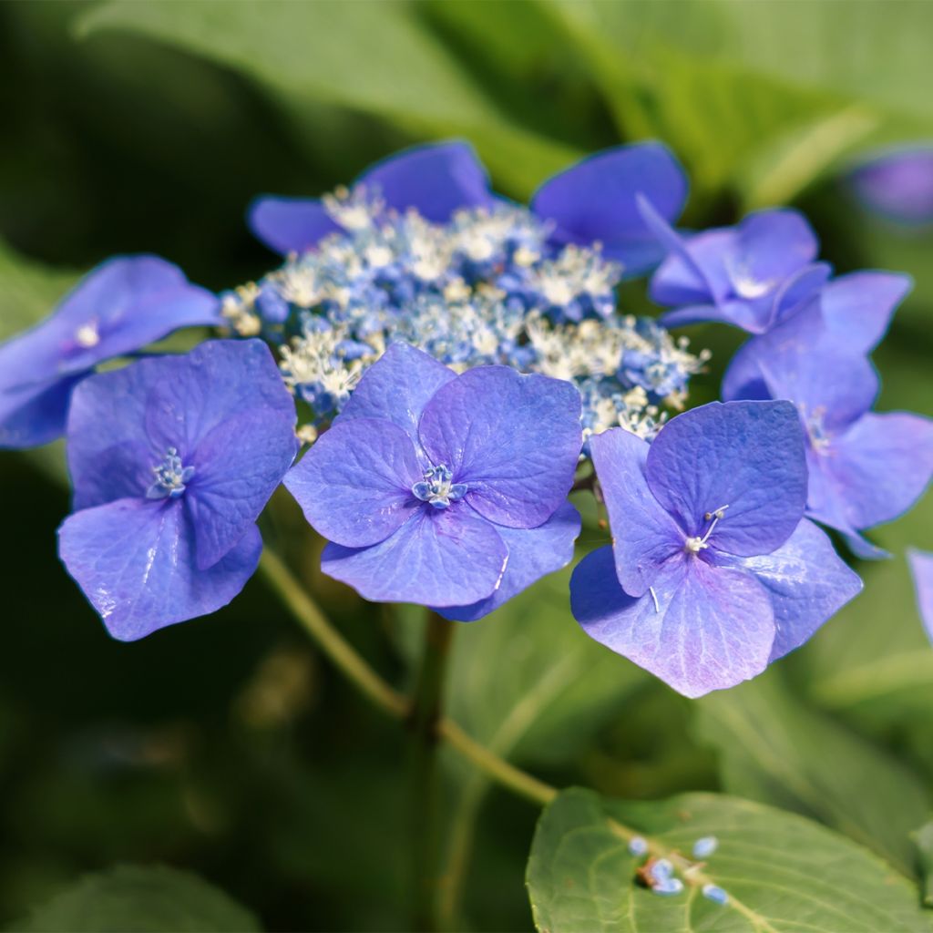 Jalohortensia Teller Blue