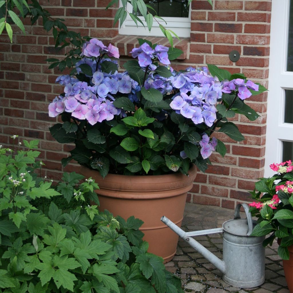 Jalohortensia Teller Blue