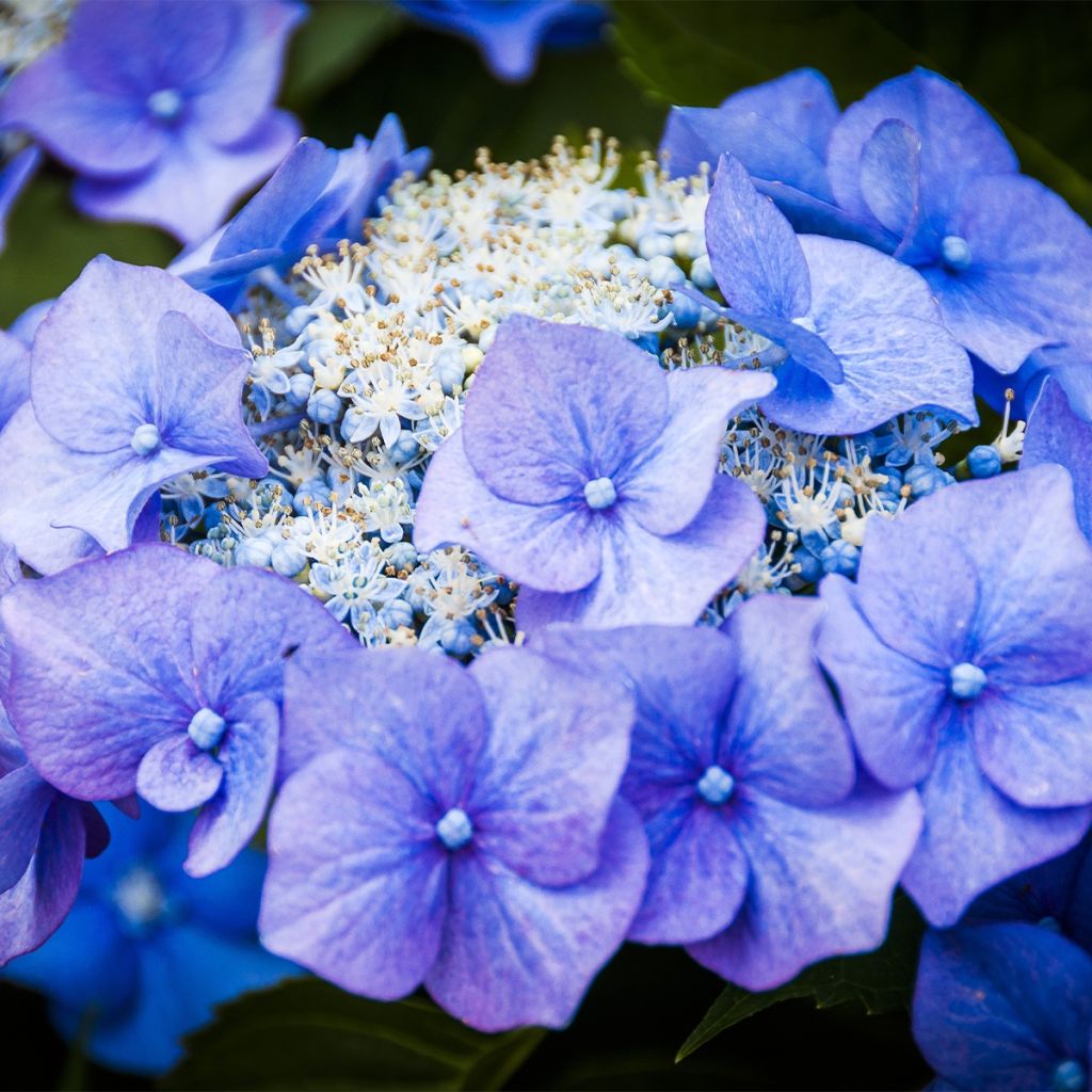 Jalohortensia Teller Blue
