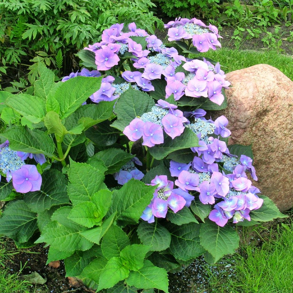 Jalohortensia Teller Blue