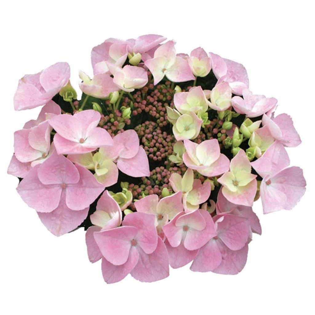 Jalohortensia Teller Messalina