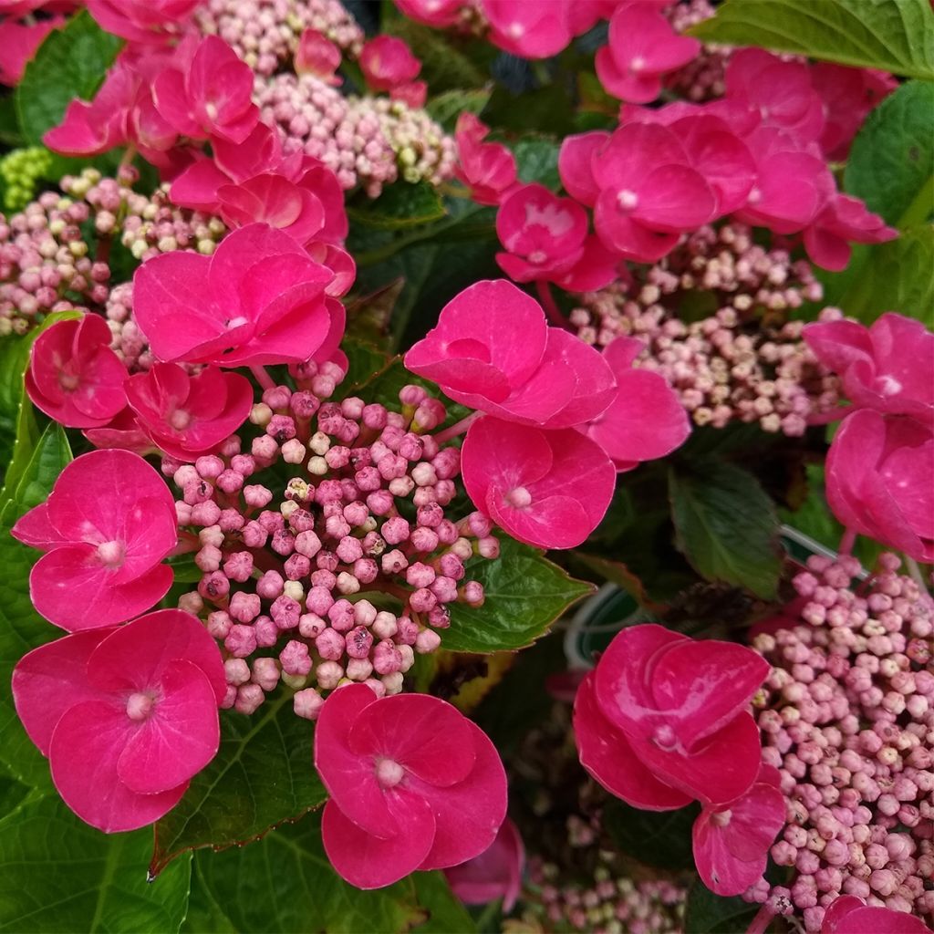 Jalohortensia Teller Red