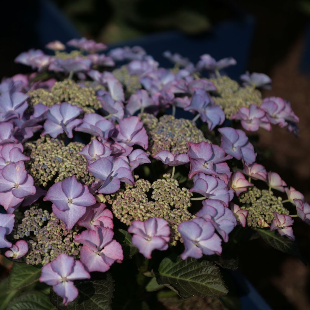 Jalohortensia Tiffany