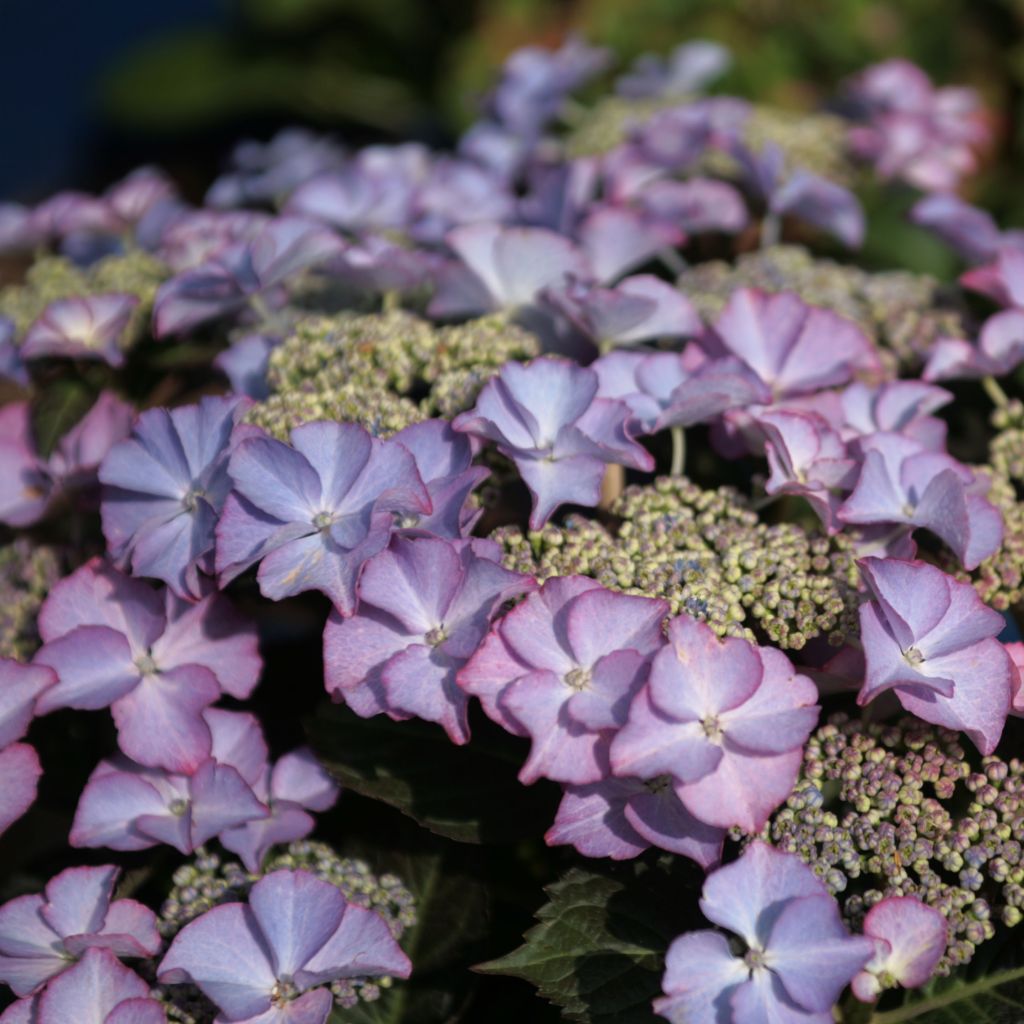 Jalohortensia Tiffany