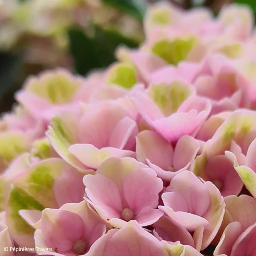 Jalohortensia Valvert