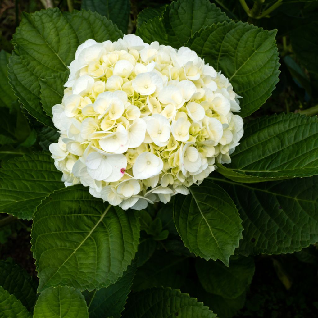 Jalohortensia Wudu
