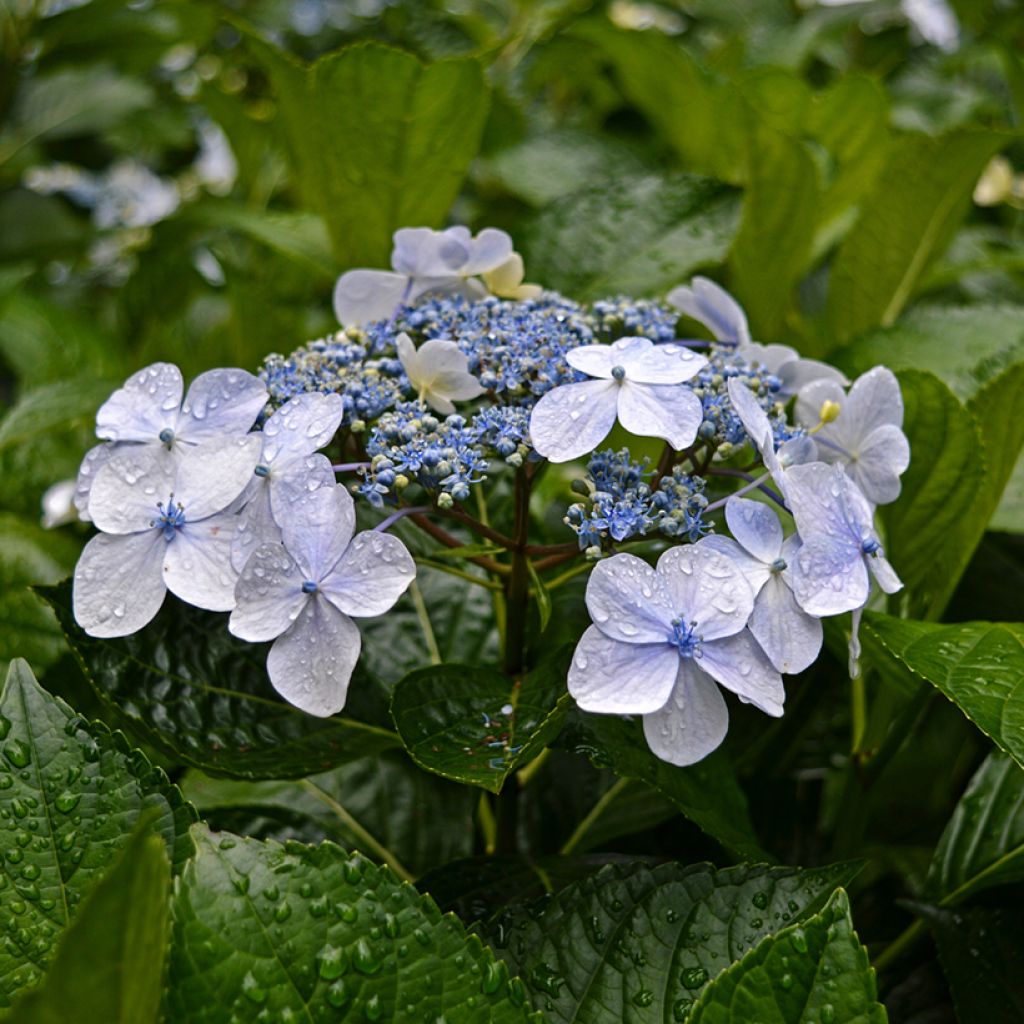 Jalohortensia - Hydrangea macrophylla