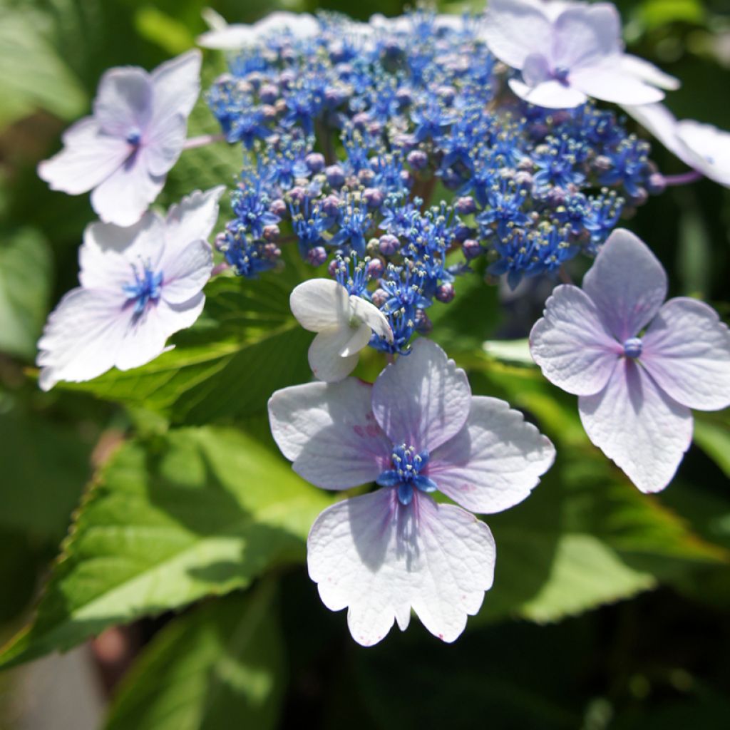 Jalohortensia - Hydrangea macrophylla