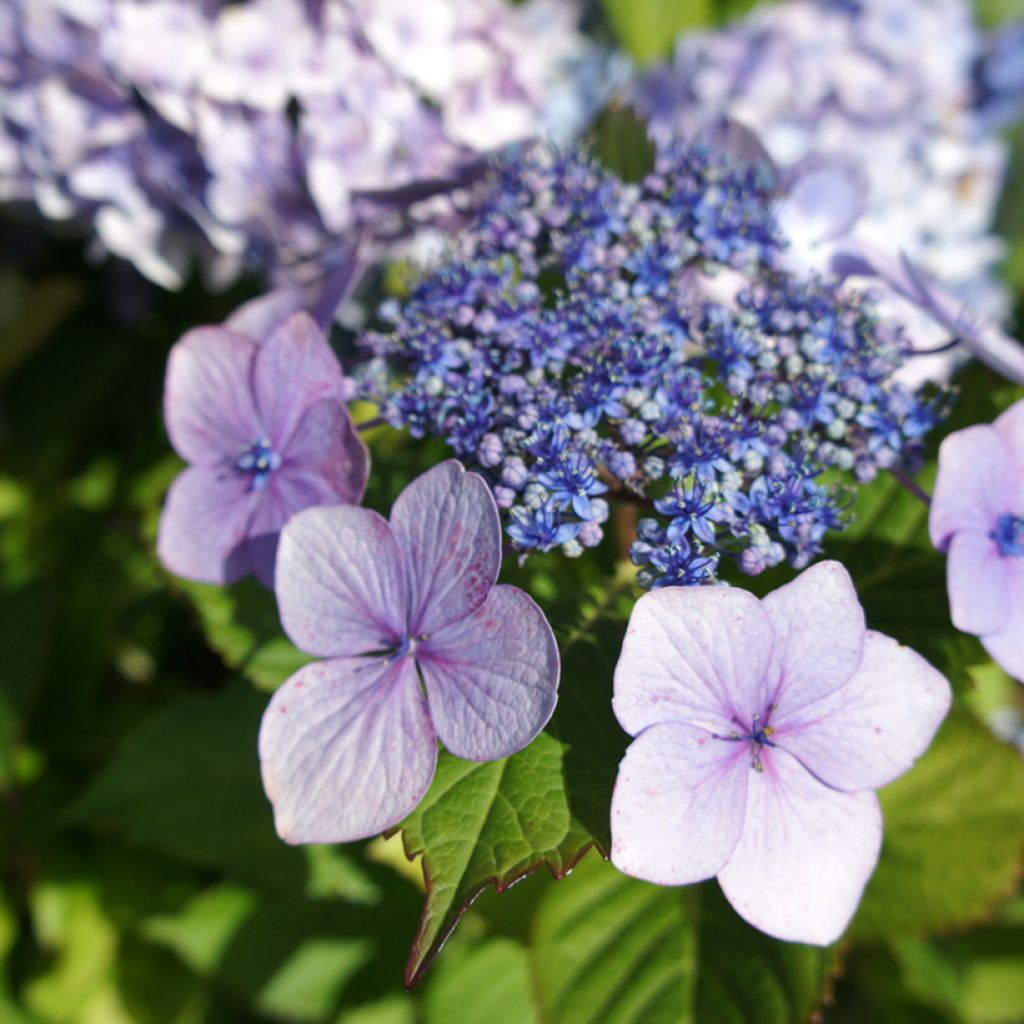 Jalohortensia - Hydrangea macrophylla
