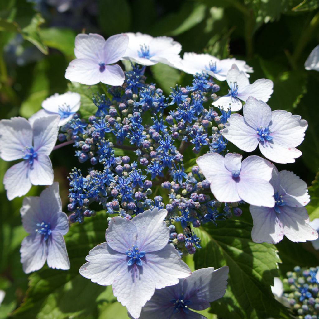 Jalohortensia - Hydrangea macrophylla