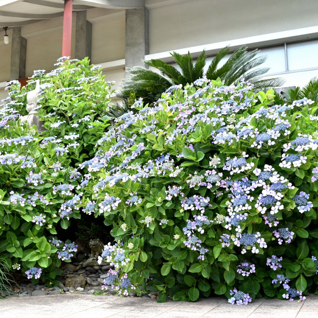 Jalohortensia - Hydrangea macrophylla