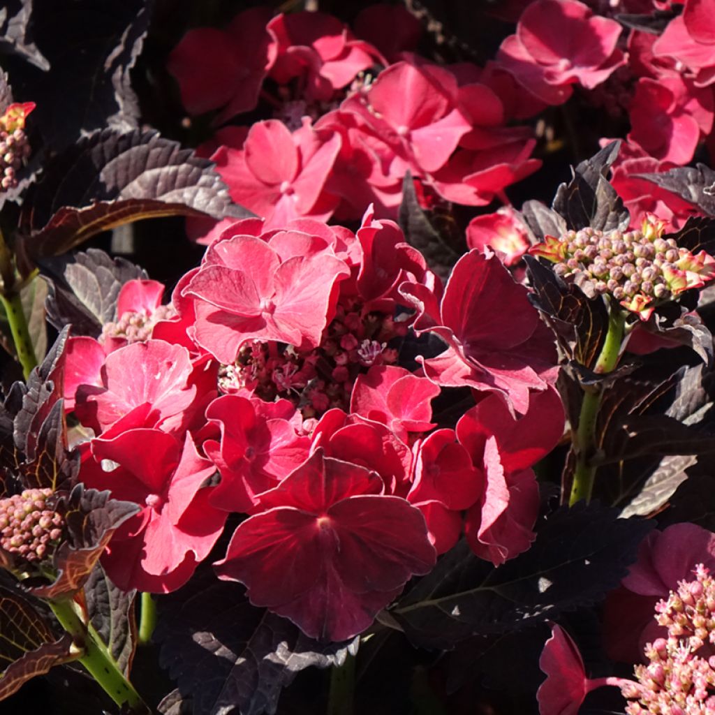 Jalohortensia After Midnight
