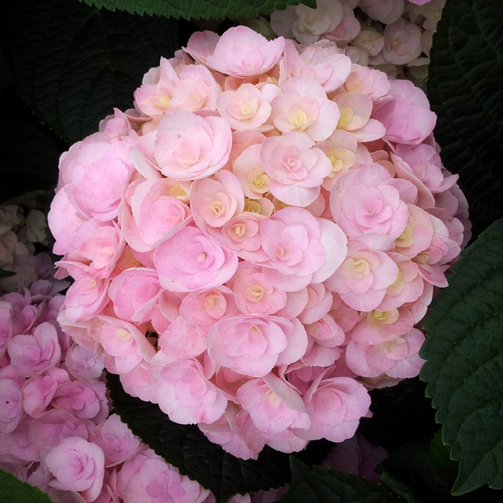 Jalohortensia You and Me Love