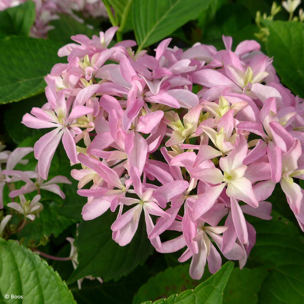 Jalohortensia You and Me Inspire