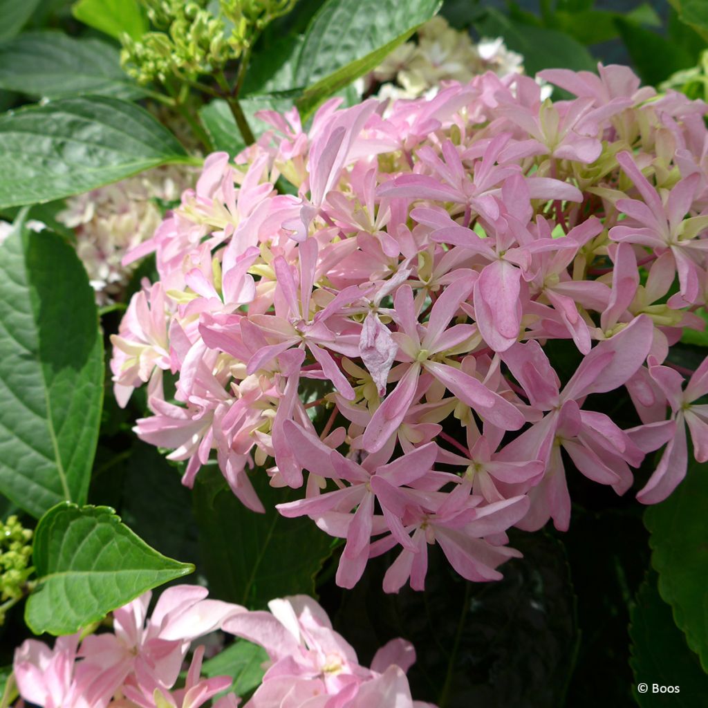 Jalohortensia You and Me Inspire