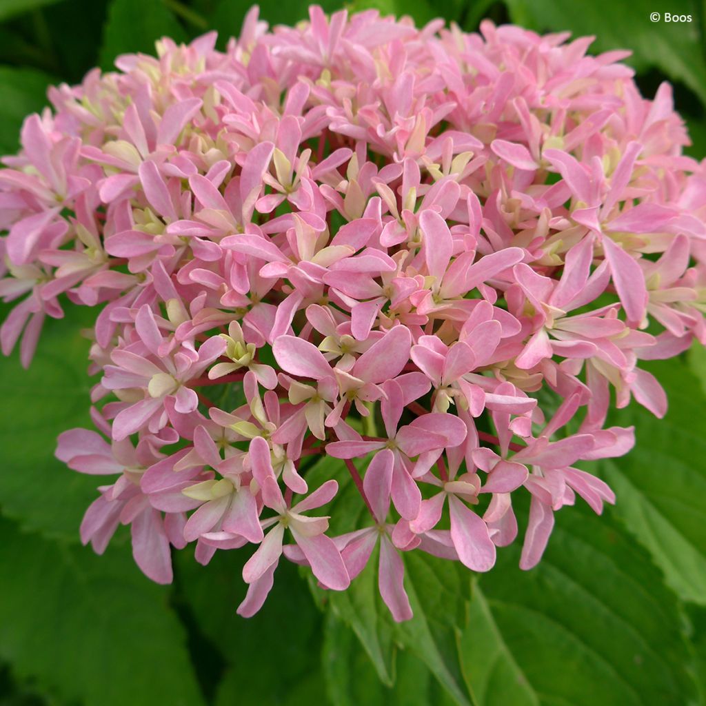 Jalohortensia You and Me Inspire
