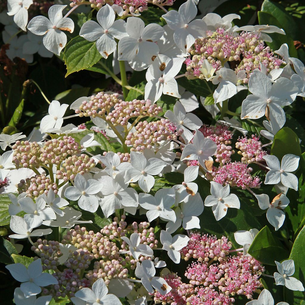 Syyshortensia Confetti