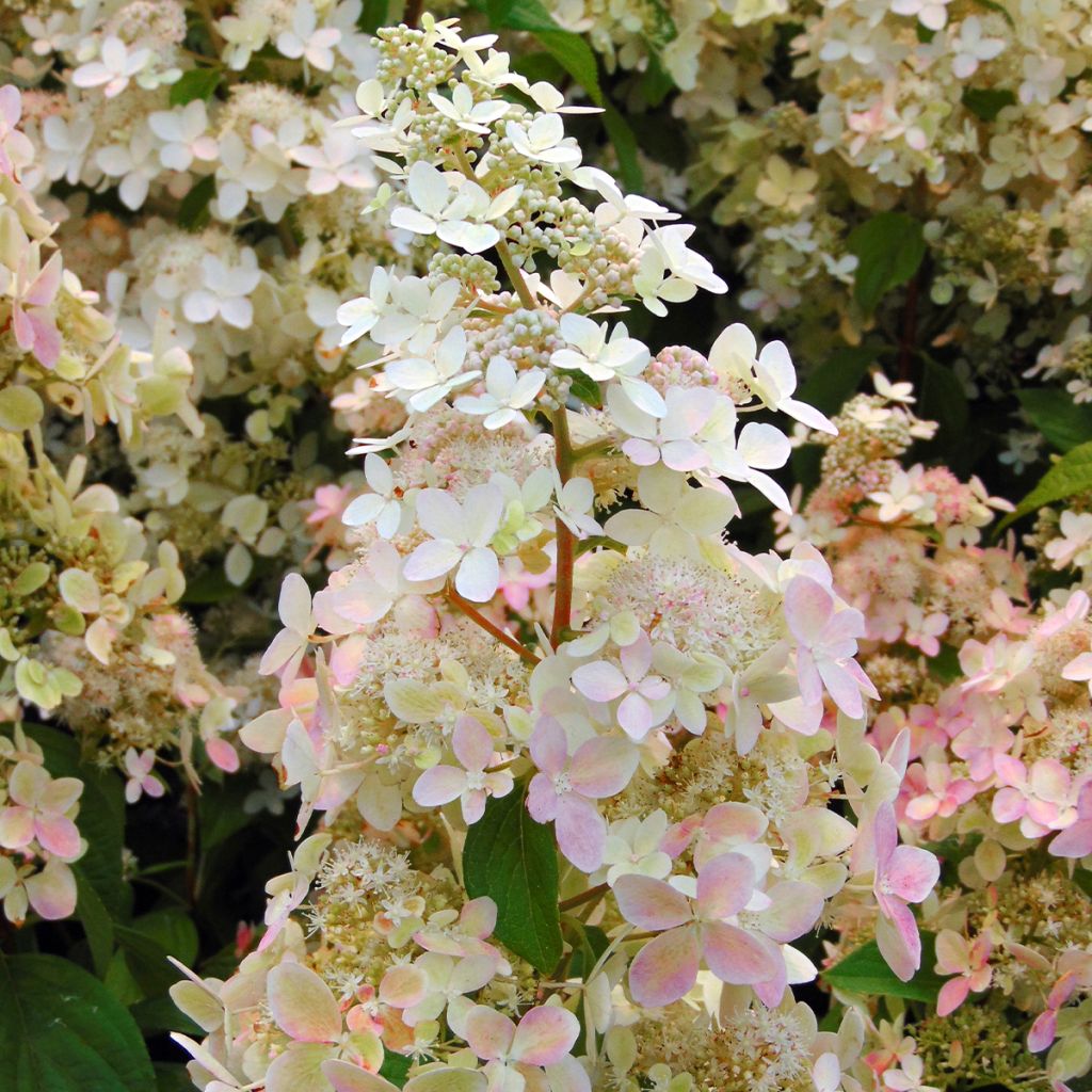 Syyshortensia Confetti