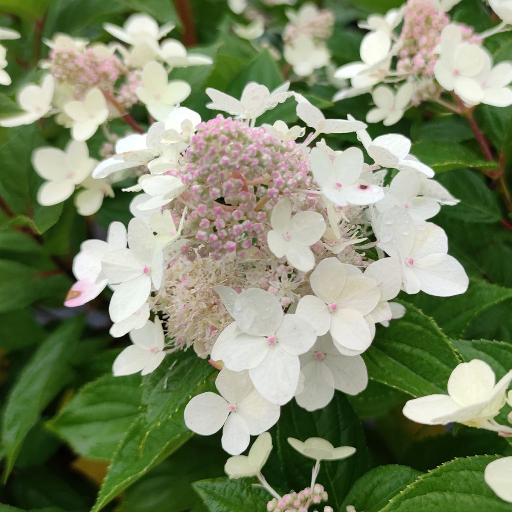 Syyshortensia Confetti