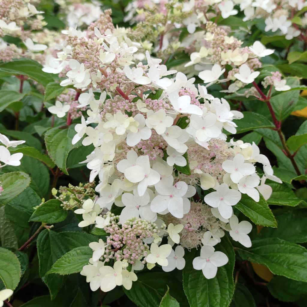 Syyshortensia Confetti